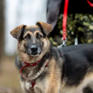 Mysza 1081/25 - samica, 8 lat