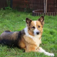 Żanka 1083/23 - samica, 5 lat