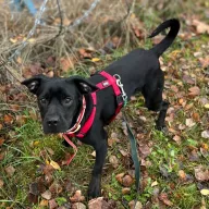 Narnia 1087/25 - samica, 1 rok