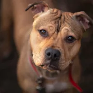 Rubi 1096/25 - samica, 1 rok