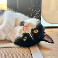 Ksylofon 0222/25 - samiec, 5 lat