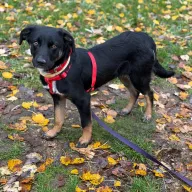 Mania 1103/25 - samica, 9 miesięcy