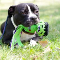 Baxter 1106/25 - samiec, 6 lat