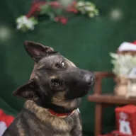 Luke 1120/25 - samiec, 1 rok