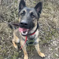 Luke 1120/25 - samiec, 1 rok