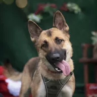 Leia 1121/25 - samica, 2 lata