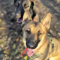 Leia 1121/25 - samica, 1 rok