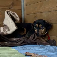 Miluś 1131/25 - samiec, 2 lata