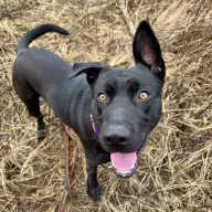 Alden 1133/25 - samiec, 1 rok