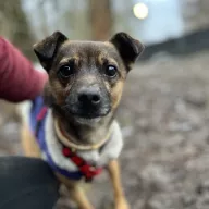 Żurek 1139/25 - samiec, 6 lat