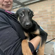 Chase 1145/25 - samiec, 3 miesiące