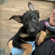 Skye 1146/25 - samica, 3 miesiące