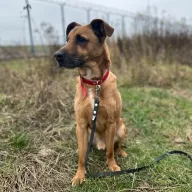 Rudi 1157/25 - samiec, 6 lat