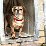 Krysia 1180/25 - samica, 4 lata