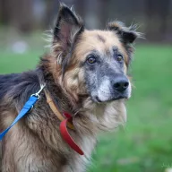 Cywil 1023/25 - samiec, 11 lat