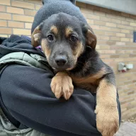 Maurice 1211/25 - samiec, 2 miesiące