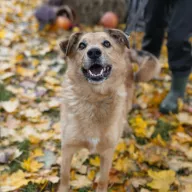 Nolo 1212/20 - samiec, 7 lat