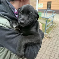 Robin 1212/25 - samiec, 2 miesiące