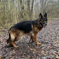 Fiona 1122/25 - samica, 7 lat