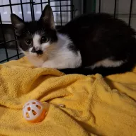 Boo 0912/25 - samiec, 4 miesiące