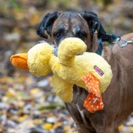 Summer 1273/24 - samica, 11 lat