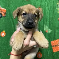 Cynamon 1275/25 - samiec, 2 miesiące