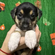 Pierniczek 1276/25 - samiec, 2 miesiące