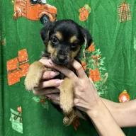 Gwiazdka 1277/25 - samica, 2 miesiące