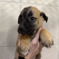 Eos 1285/25 - samica, 0 miesięcy