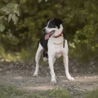 Rollo 1314/23 - samiec, 7 lat