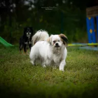 Jack (czyt. Dżek)  1342/21 - samiec, 9 lat