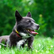 Inu 1350/22 - samiec, 6 lat