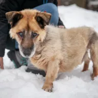 Rumcajs 0023/26 - samiec, 13 lat