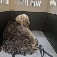  0046/26 - samiec, 3 lata