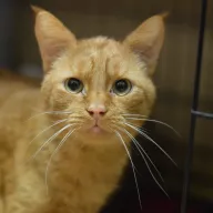 Misza 1012/25 - samiec, 2 lata