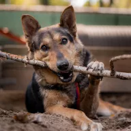 Django 1611/23 - samiec, 5 lat