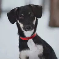 Zyzio 1010/25 - samiec, 9 miesięcy