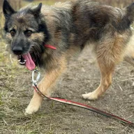 Imbir 1156/25 - samiec, 2 lata