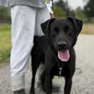 Watson 1646/24 - samiec, 1 rok