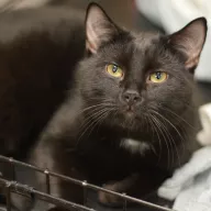 Rocky 0165/25 - samiec, 7 miesięcy
