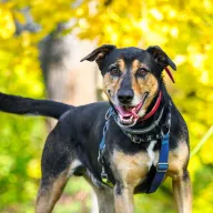 Porto 1691/24 - samiec, 9 lat