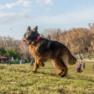 Charlie  1720/24 - samiec, 7 lat