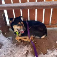 Szejka 1353/25 - samica, 7 lat