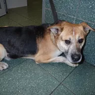  0075/26 - samiec, 3 lata