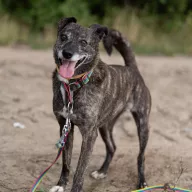 Mija 1811/23 - samica, 5 lat