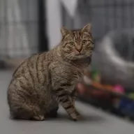 Tigre 0804/25 - samiec, 3 lata