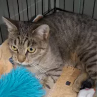 Apolonia 0954/25 - samica, 10 miesięcy