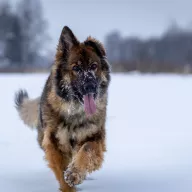 Fela 0466/25 - samica, 6 lat