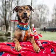 Szarik 0955/25 - samiec, 5 lat