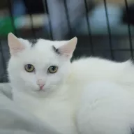 Piotr 0884/25 - samiec, 7 miesięcy